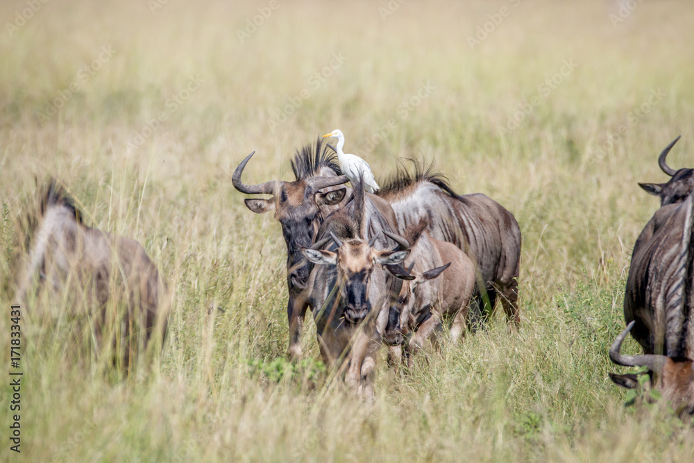 Blue wildebeests standing in the grass with a Egret. Blue wildebeests standing in the grass with a Egret.