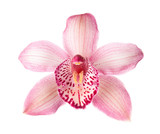 Close-up of pink Orchid flower (Cymbidium) isolated on white background.