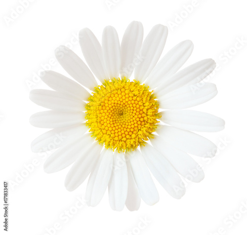 Close-up of Chamomile  Ox-Eye Daisy   isolated on white background.