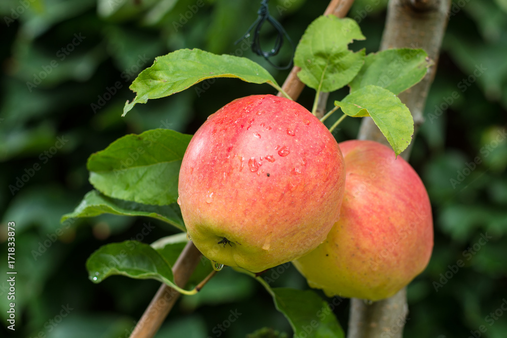 Obraz premium Big red ripe apples on the apple tree, ready to harvest