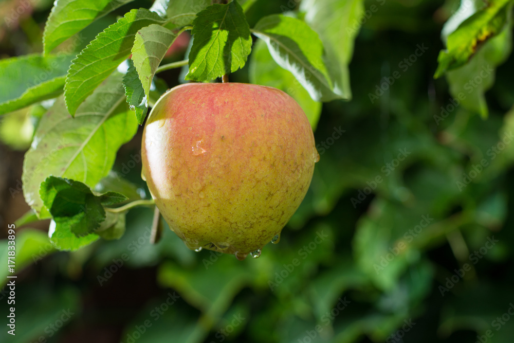Big red ripe apples on the apple tree, ready to harvest Big red ripe apples on the apple tree, ready to harvest