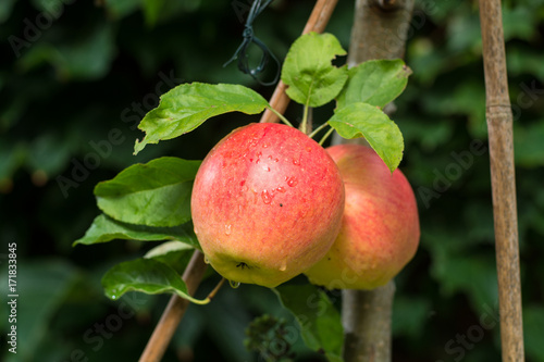 Big red ripe apples on the apple tree, ready to harvest