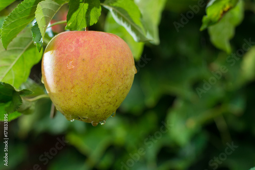 Big red ripe apples on the apple tree, ready to harvest