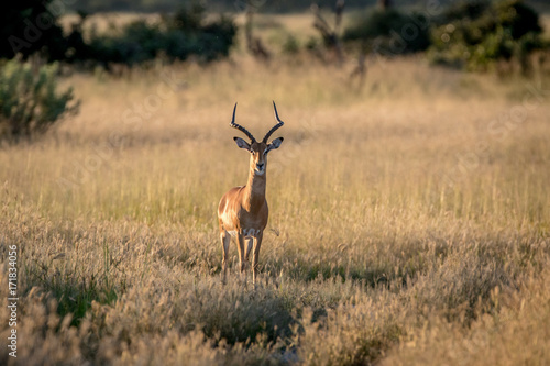 Impala ram starring at the camera. © simoneemanphoto