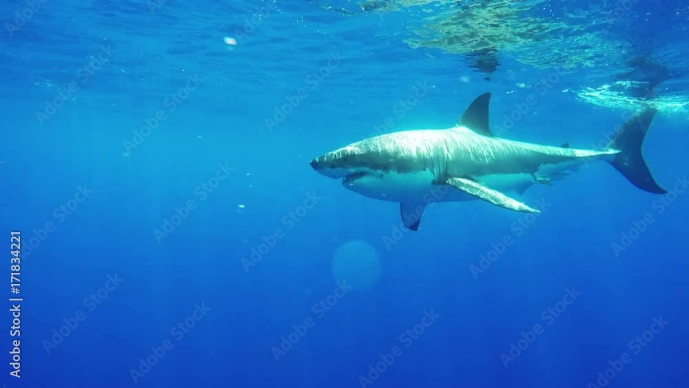 Great white shark chases bait in front of diving cage, POV Great white shark chases bait in front of diving cage, POV