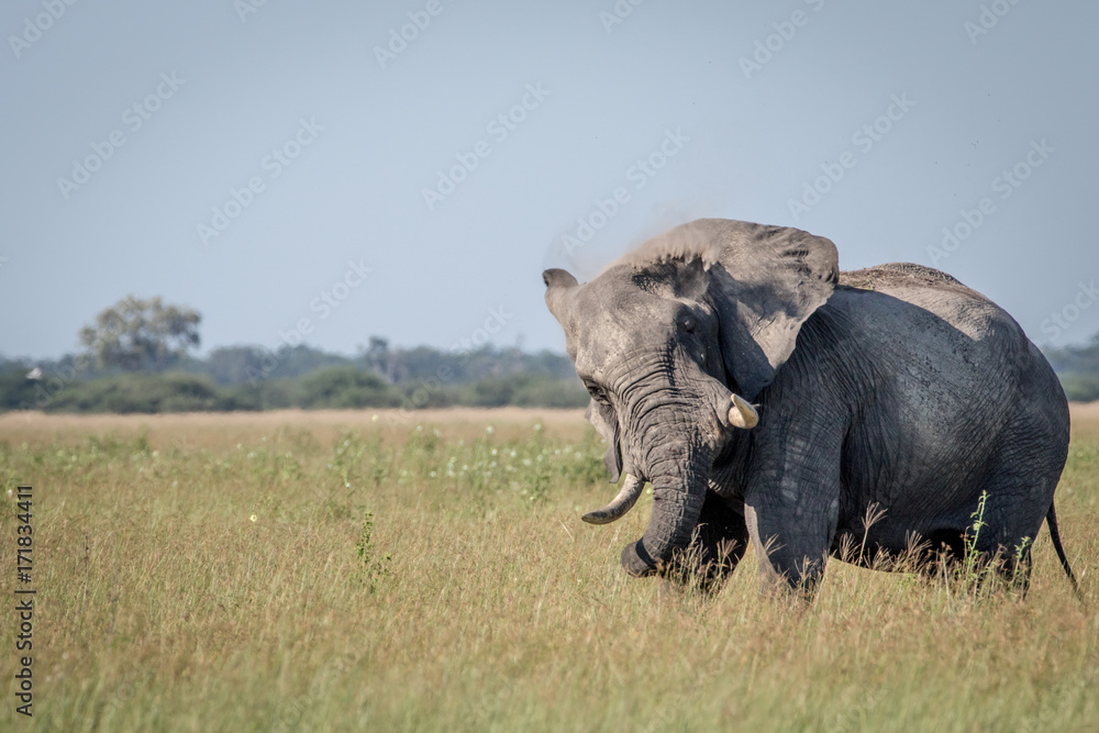 Fototapeta premium Big Elephant bull showing some attitude.
