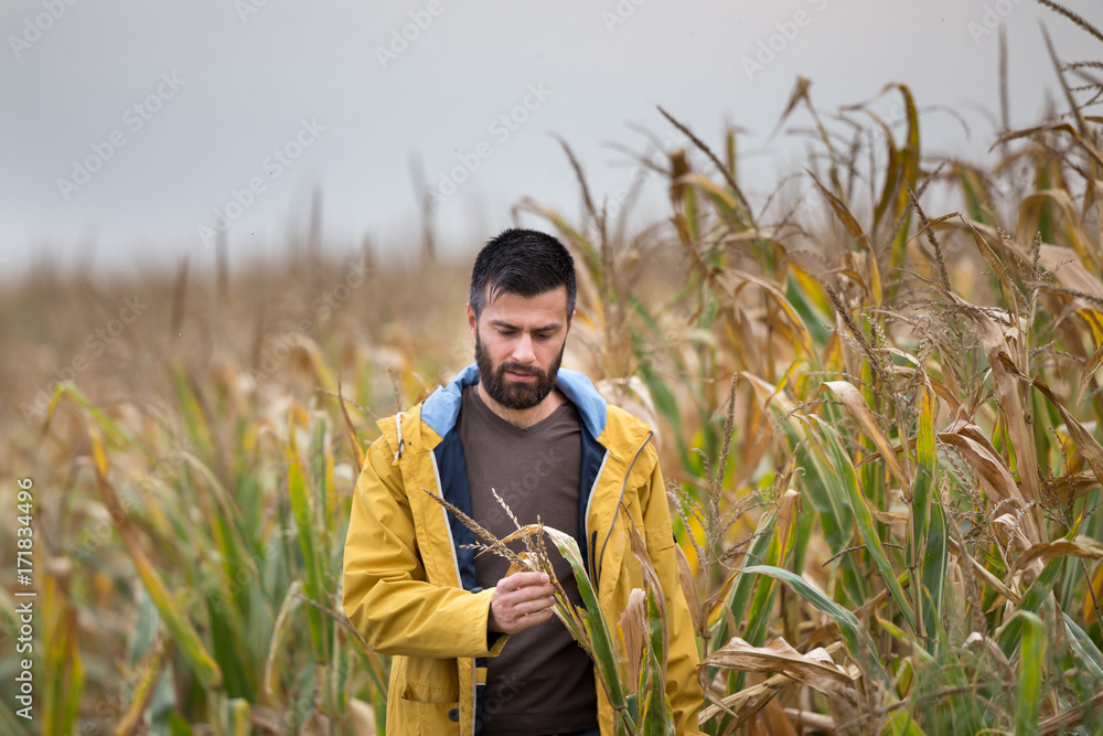 Farmer in corn field Farmer in corn field