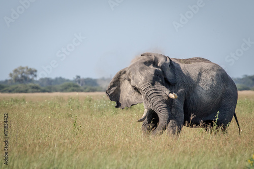 Big Elephant bull showing some attitude.