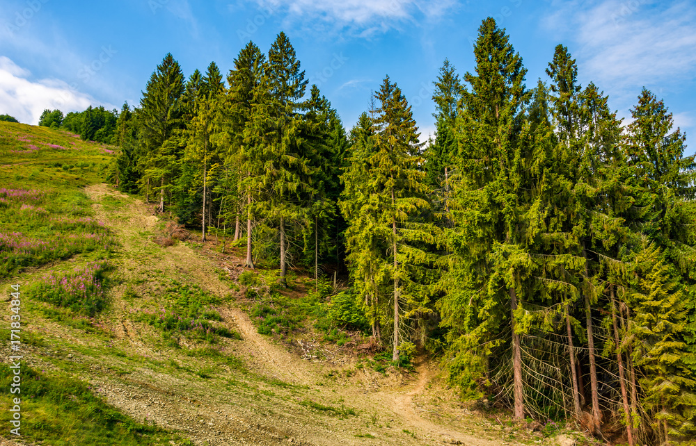path through spruce forest on hillside. lovely summer landscape path through spruce forest on hillside. lovely summer landscape