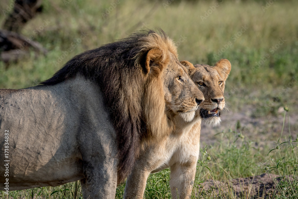 Lion mating couple standing in the grass. Lion mating couple standing in the grass.