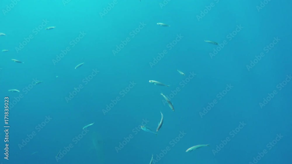 Great white sharks swim in deep depths, Fiji Great white sharks swim in deep depths, Fiji