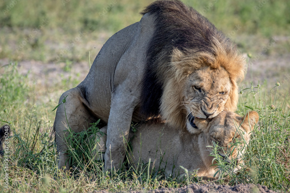 Lions mating in the grass in Chobe.