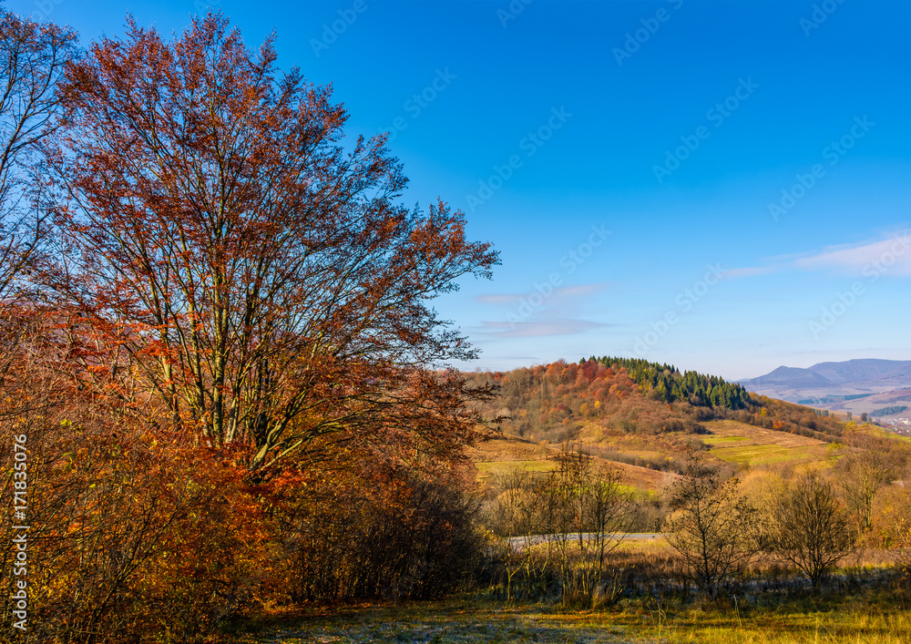 trees with red foliage in autumnal countryside. beautiful landscape in mountains