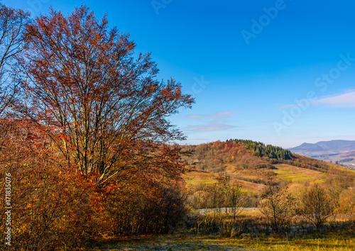 trees with red foliage in autumnal countryside. beautiful landscape in mountains