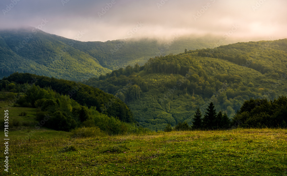 misty morning in green mountains. beautiful nature scenery with low clouds