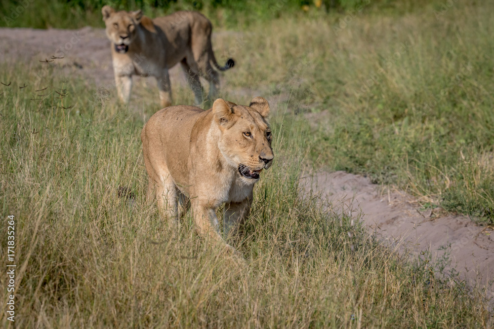 Lion walking in the high grass. Lion walking in the high grass.