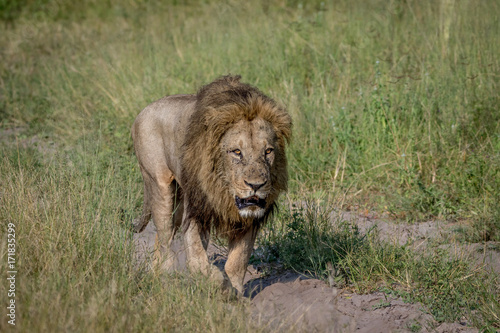 Big male Lion walking on the road.