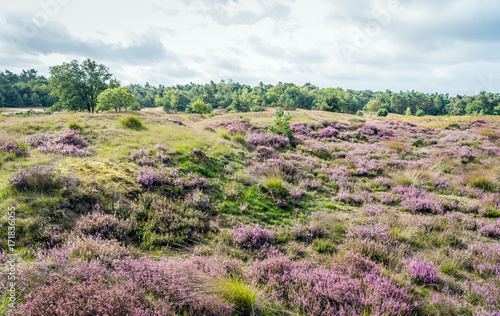 Hilly terrain with purple flowering heath in a Dutch nature reserve