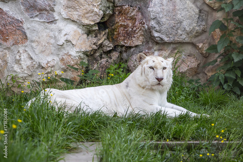 White tiger lying