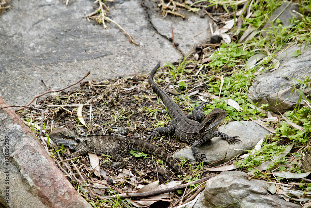 water dragon lizards