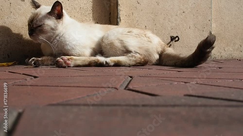 Stray white dirty cat sleeply, sitting, swagging tail, annoying photo