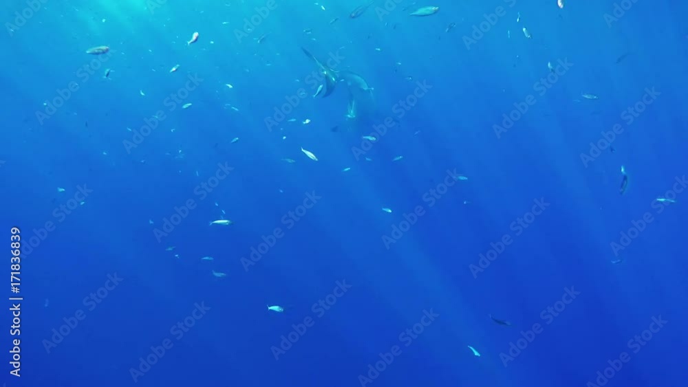 Great white lurks around bait, POV Great white lurks around bait, POV