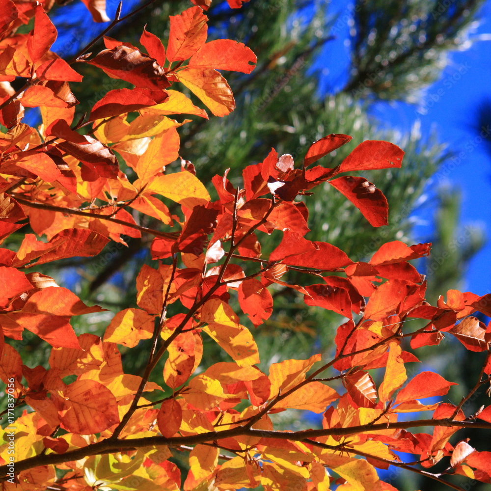 Fototapeta premium Autumn foliage background with red leaves