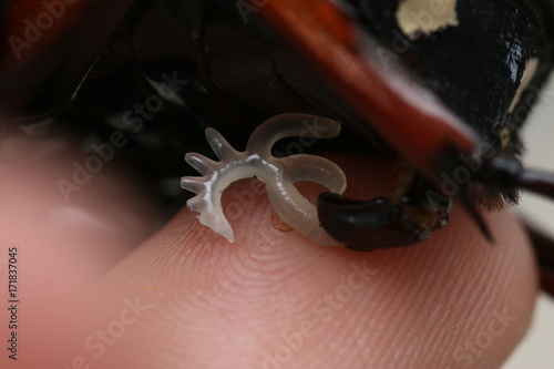 Penis of a flower chafer Mecynorhina torquata ugandensis photo