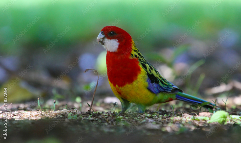 Eastern rosella in New Zealand