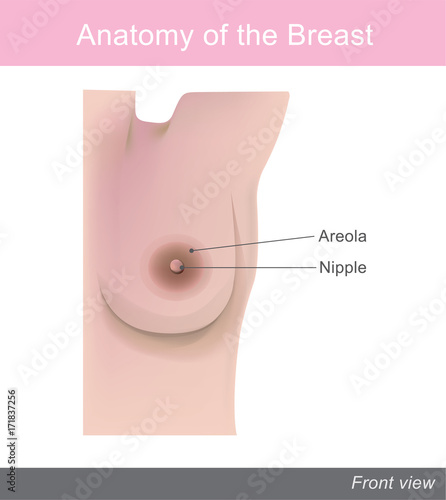 The breast is one of two prominences found on the upper ventral region of the torso of female and male primates. Info graphic vector. Anatomy Female.