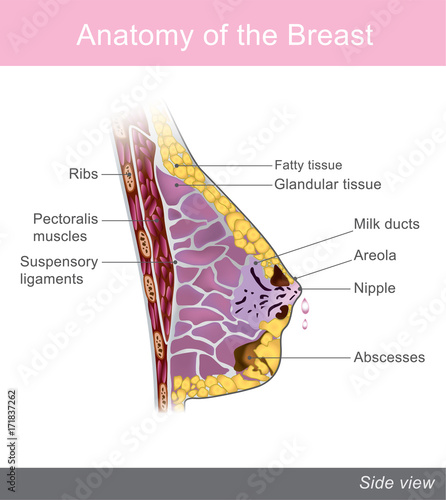 The breast is one of two prominences found on the upper ventral region of the torso of female and male primates. Info graphic vector. Anatomy Female.