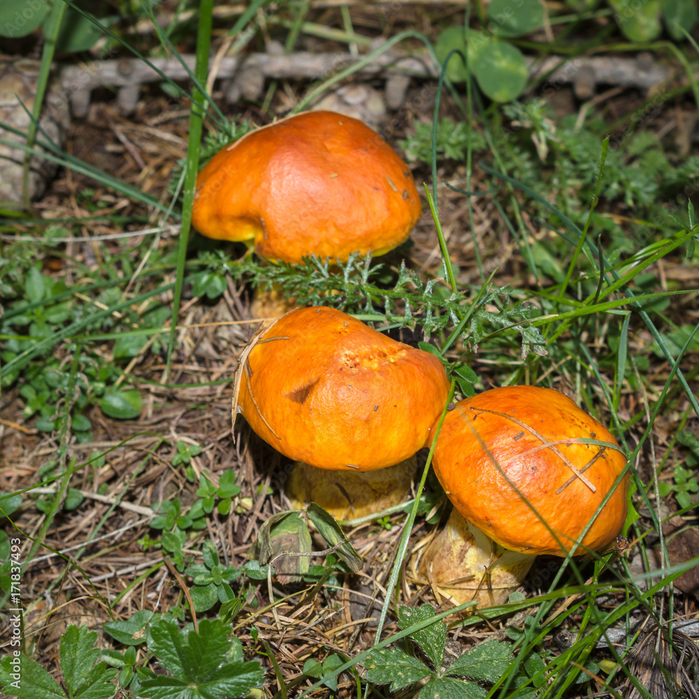 Mountain mushrooms. Boletus Elegans (Suillus Grevillei) or Larch Bolete in forest. Alpine underwood. Mountain mushrooms. Boletus Elegans (Suillus Grevillei) or Larch Bolete in forest. Alpine underwood.