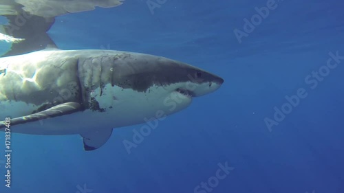 POV, great white shark bites bait near surface