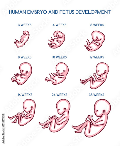 Fetal development vector illustration. Pregnancy antenatal embryo growth life by weeks isolated on white background