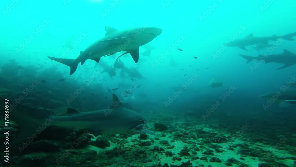 Underwater POV, herd of sharks in murky water Underwater POV, herd of sharks in murky water