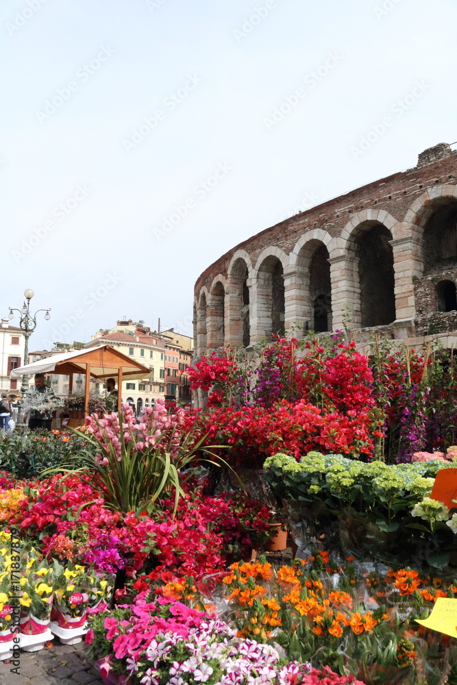 Obraz premium Arena in fiore