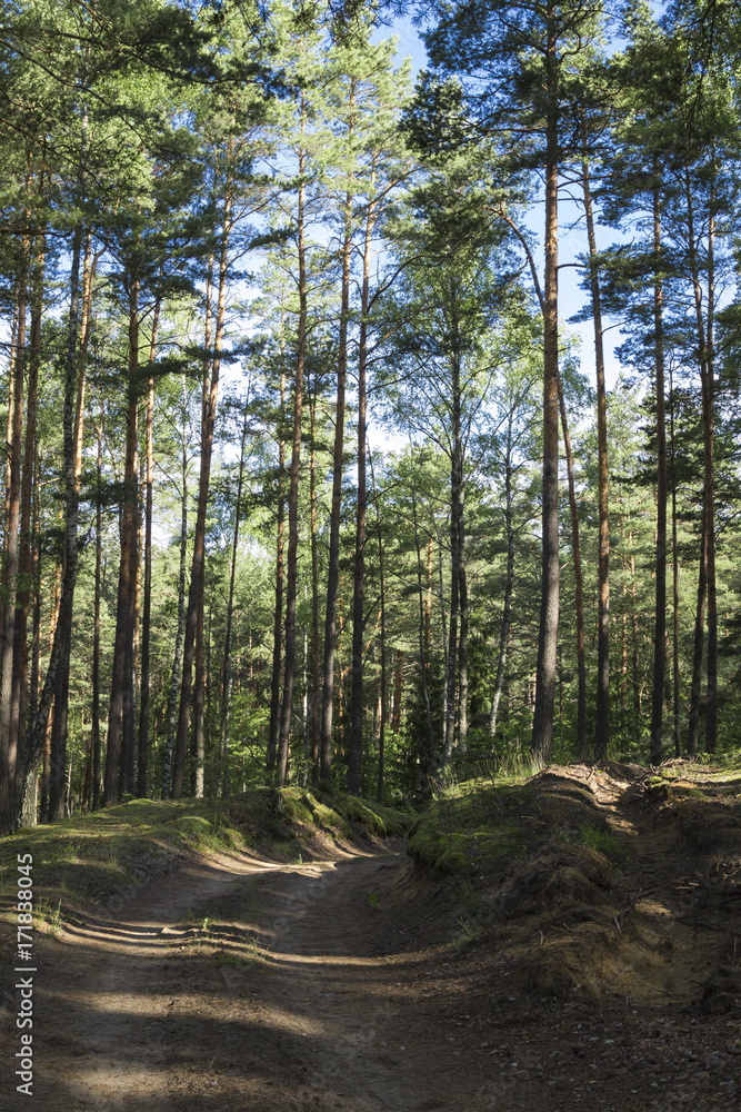 Obraz premium Road in the summer wood