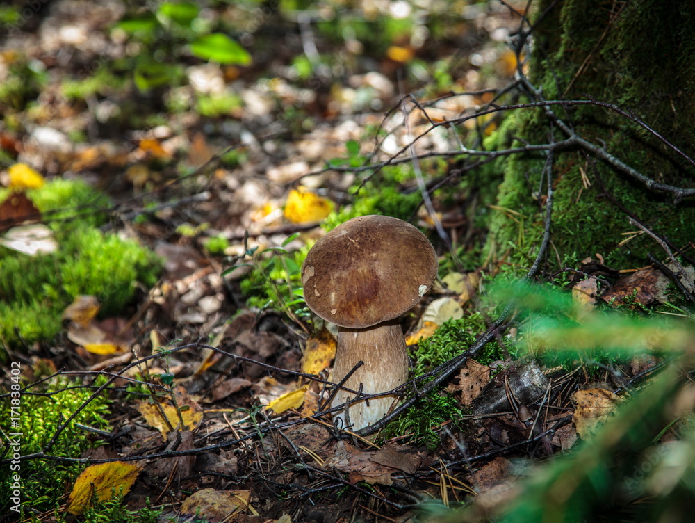 The mushroom in the forest The mushroom in the forest
