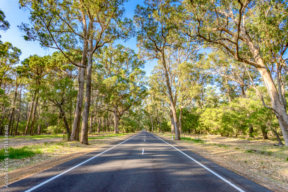 Road through forest/bushland in the south west of Western Australia near the town of Busselton.