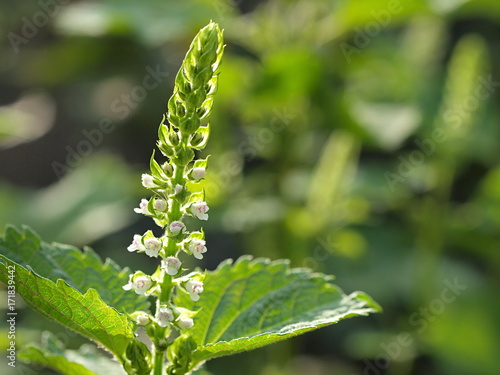 シソの花