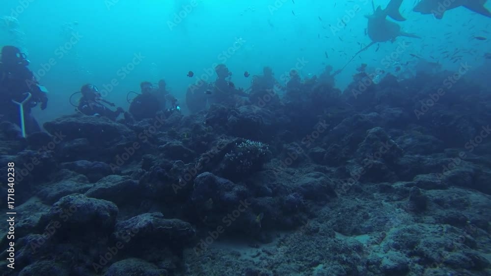 Sharks swim by scuba divers, POV Sharks swim by scuba divers, POV
