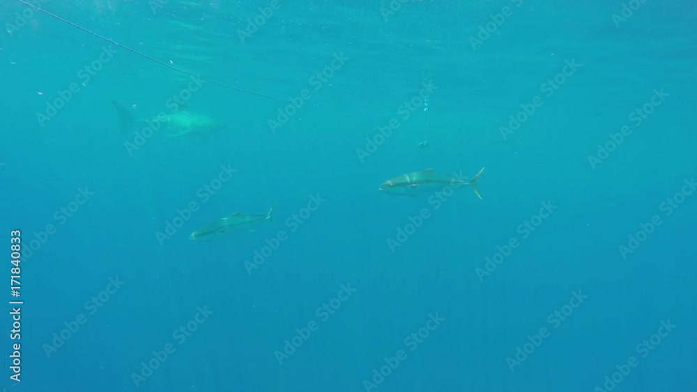 Large great white swims by shark cage, POV Large great white swims by shark cage, POV