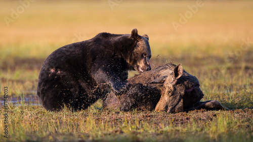 Bear eating Moose photo