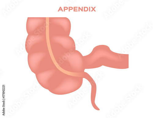 Appendix vector illustration photo