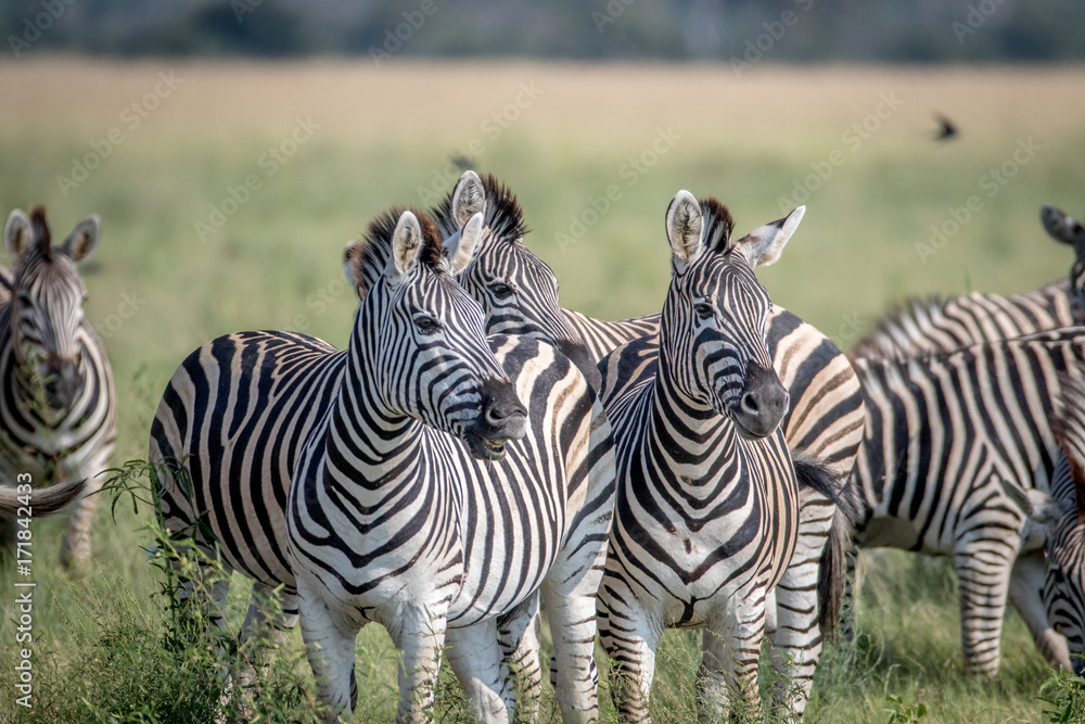 Fototapeta premium Two Zebras starring at the camera.