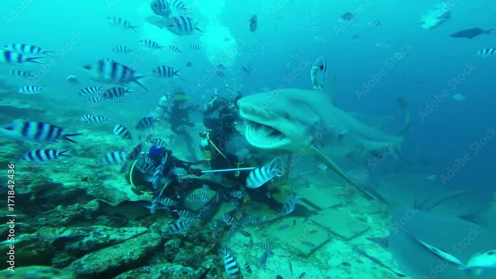 POV, sharks swim by divers in Fiji POV, sharks swim by divers in Fiji