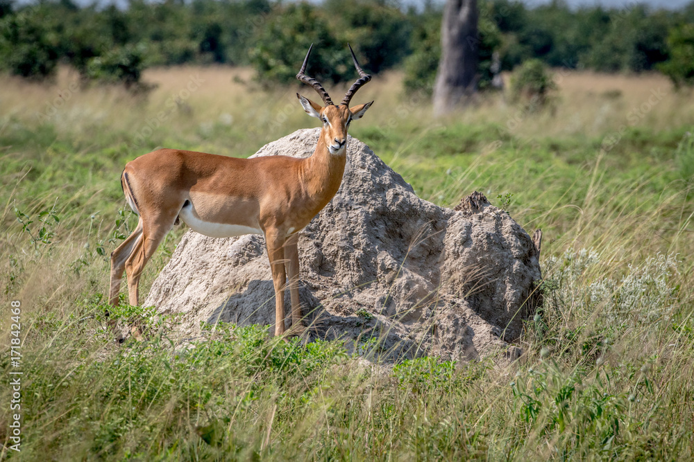 Fototapeta premium Impala ram standing on a Termite mount.