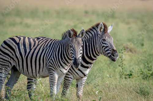 Two Zebras starring at the camera.
