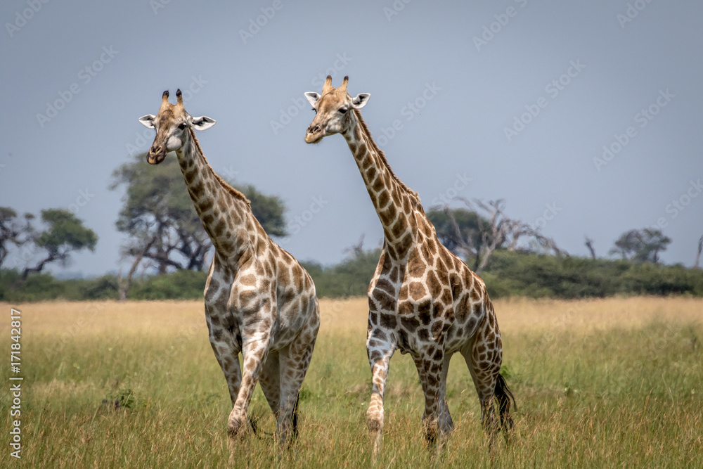 Fototapeta premium Two Giraffes walking in the grass.