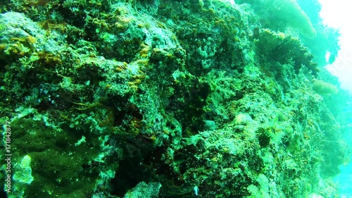 Camouflaged octopus in Fiji reef, POV